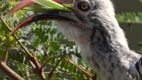 red-billed hornbill chewing and swallow a praying mantis among lush vegetation, close-up shot