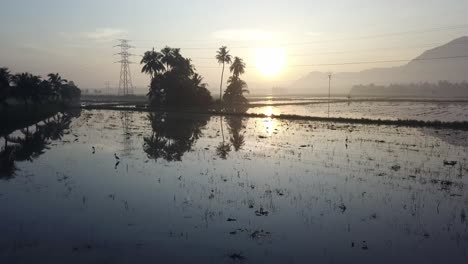 Aerial-fly-toward-coconut-island-in-early-morning.-Asian-openbill-bird-fly-over