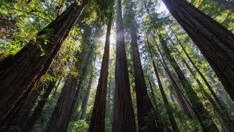the sun appears from behind the huge redwood trees in stout grove