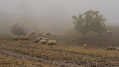 sheep in a misty mountain meadow