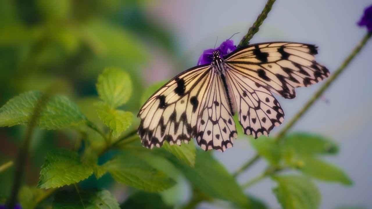 Primo piano di una grande farfalla ninfa degli alberi posata su un fiore viola.