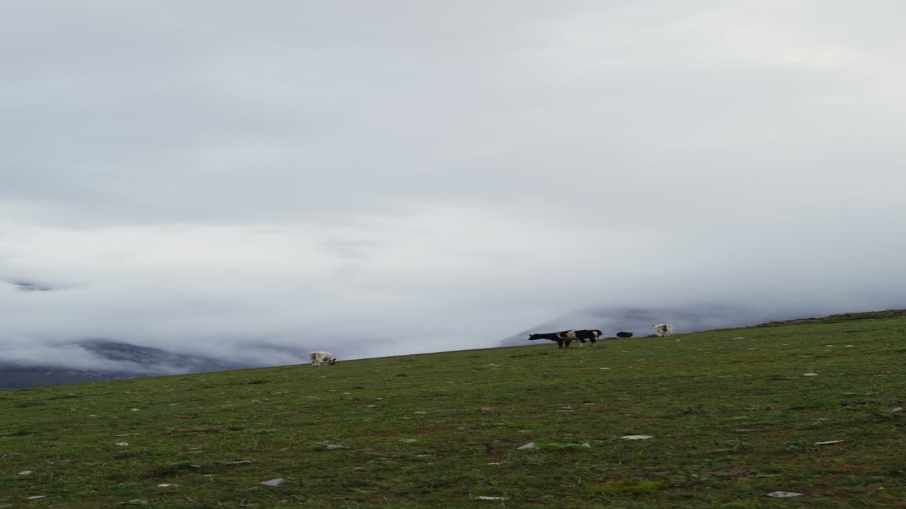 안개 인 산악 지형 에서 목축 하는 소 들
