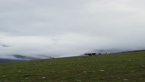 cows grazing in a misty mountain landscape