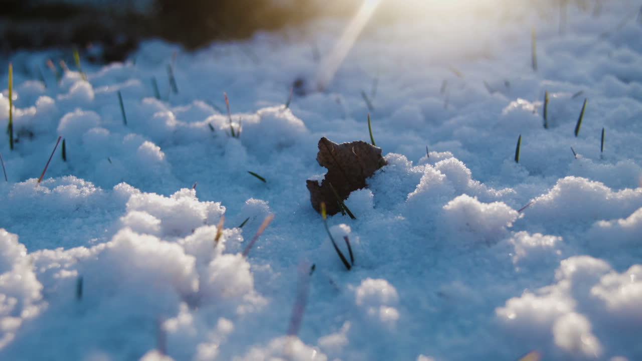 Dry Plant in Snow. Grass in Snow. Dried Grass on Snow Covered (Stock Footage)