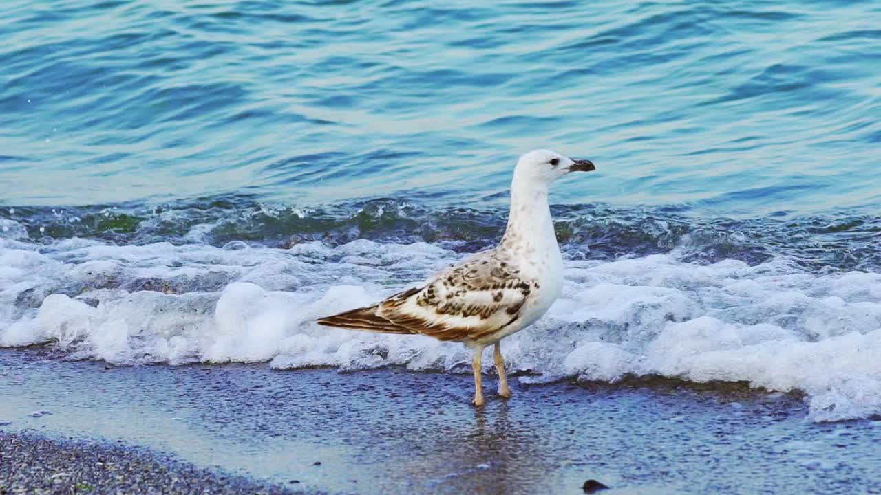 A white gull looks alarmed and flies from the shore on the background of the sea waves behind. Close-up. Wild nature.