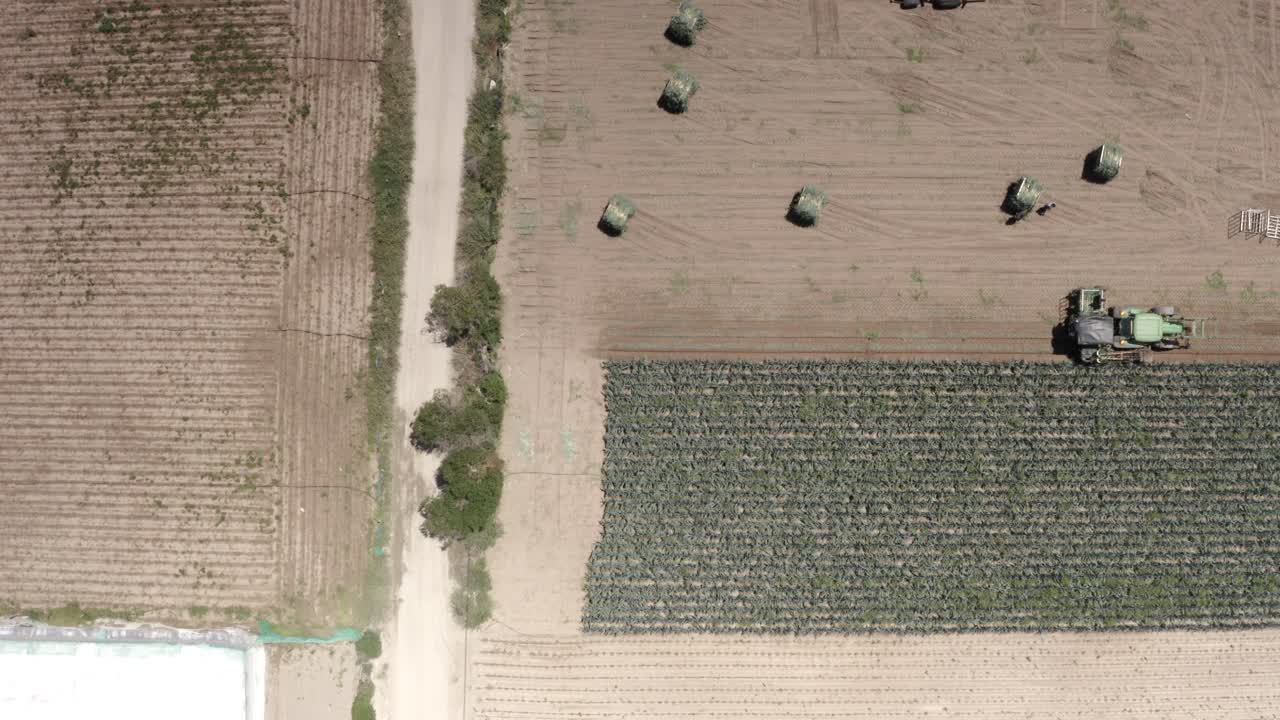 Aerial View of Harvesting Onions