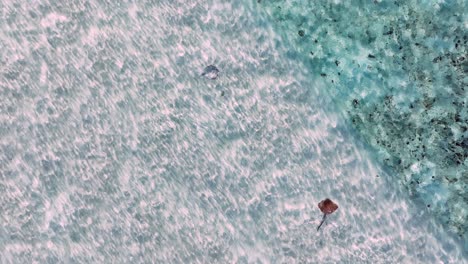 Stingray-Bajo-Aguas-Claras-En-La-Isla-Tropical-De-Filipinas