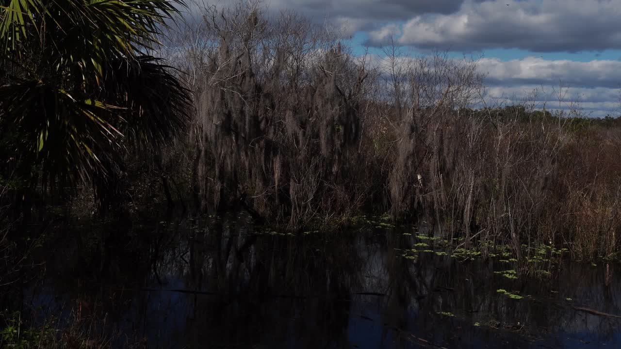 L'acqua con il riflesso degli alberi sulla sua superficie appare sublime. Ci sono alberi senza foglie e un albero con fogliame tropicale. Sullo sfondo, il cielo bluastro è pieno di molte nuvole.