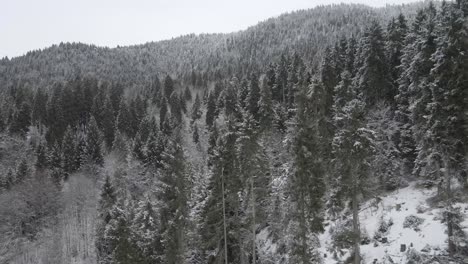 A-close-up-view-of-snow-covered-pine-trees,-showcasing-the-beauty-of-nature-in-winter