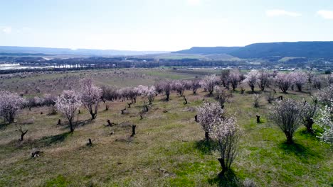 blooming fruit trees in spring landscape