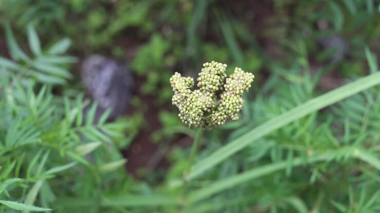 Jowar Indian millet plant in a farm