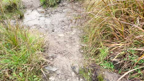 first-person view walking a muddy, grassy trail with overcast natural lighting and steady movement