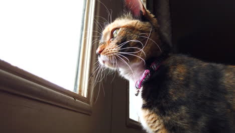 A-low-angle-of-a-beautiful-calico-cat-looking-around-outside-watching-birds-from-a-kitchen-door-in-slow-motion