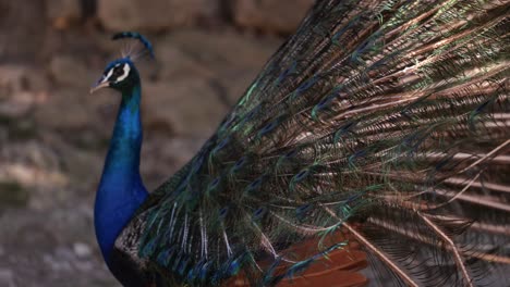 Rear-View-Of-Peacock-Displaying-Train,-Turns-Around-To-Reveal-Colorful-Plumage