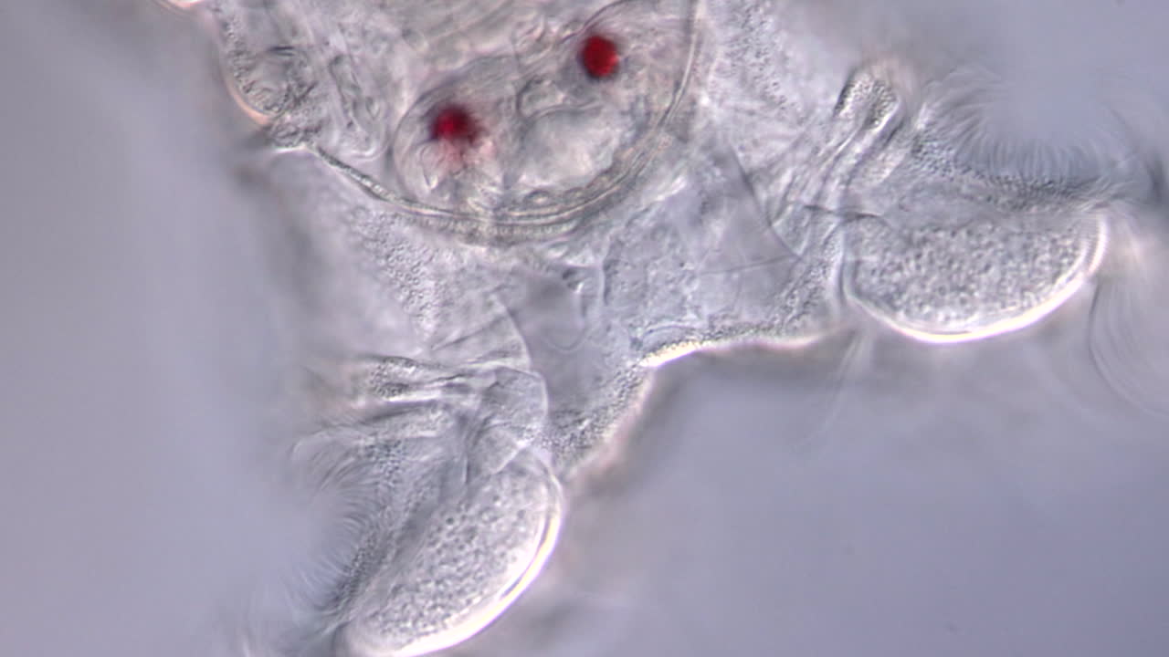 Microscopic View of a Rotifer