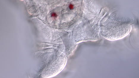 microscopic view of a rotifer