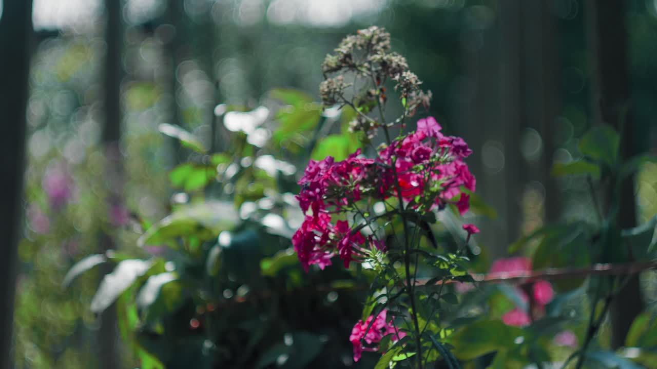 toma estática de flores moradas con un fondo de jardín borroso
