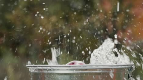 Red-apples-fall-into-a-bucket-of-water