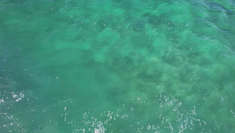 school of mullet fish in tropical sea in new south wales, australia - drone shot