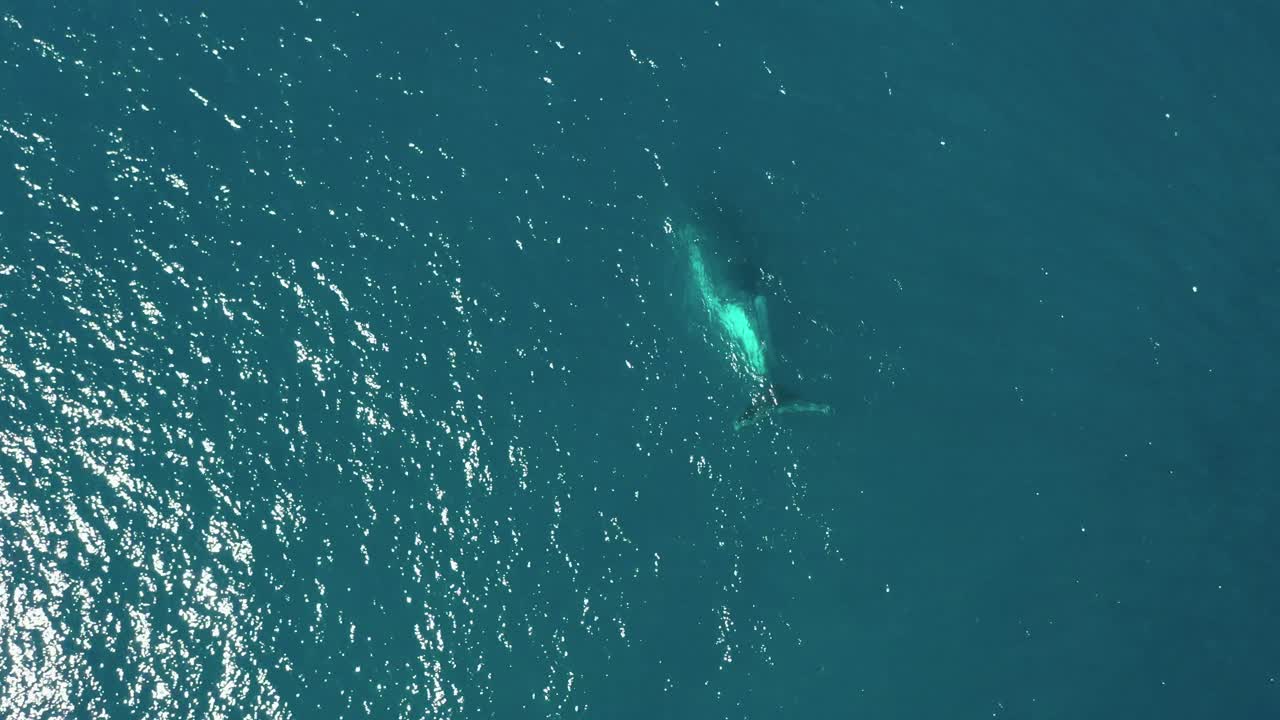 유령의 바다에서 떠오르는 공중은 혹등고래 엄마와 새끼 송아지를 보여줍니다.