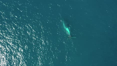 el aumento de la antena en el mar espectral revela a la madre ballena jorobada y a su cría