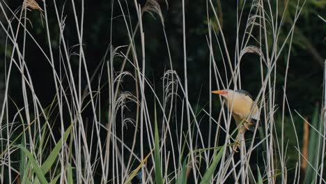 least bittern small heron closeup holding on reeds then flies away, slow motion, static