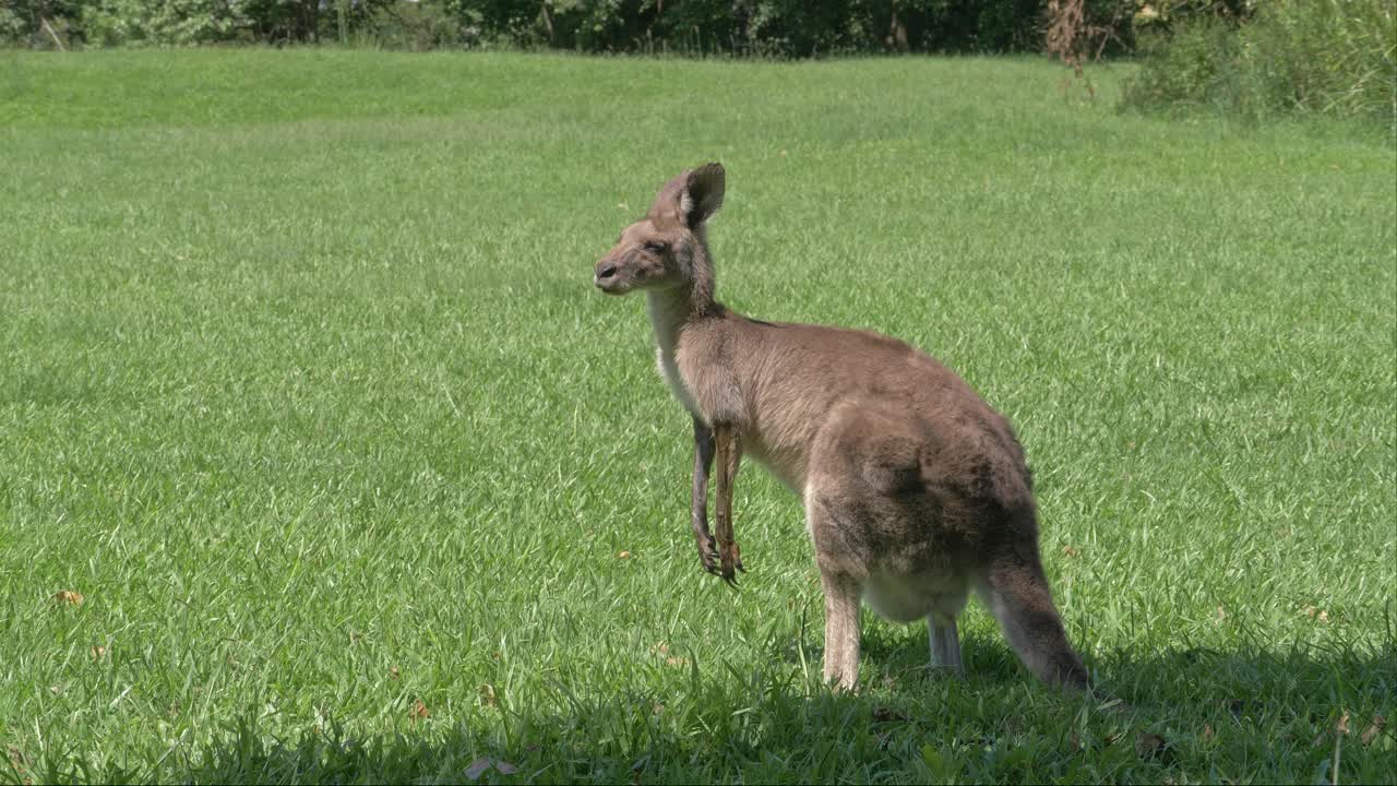 solo canguro gris oriental australiano masticando hierba en un entorno natural bajo el sol
