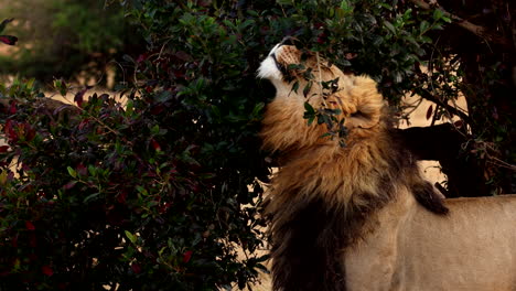 dominant male lion leaves scent behind on tree to mark territory boundary