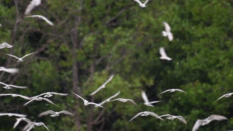 Terns-are-seabirds-that-can-be-found-all-throughout-the-world-at-sea,-rivers,-and-other-wider-bodies-of-water