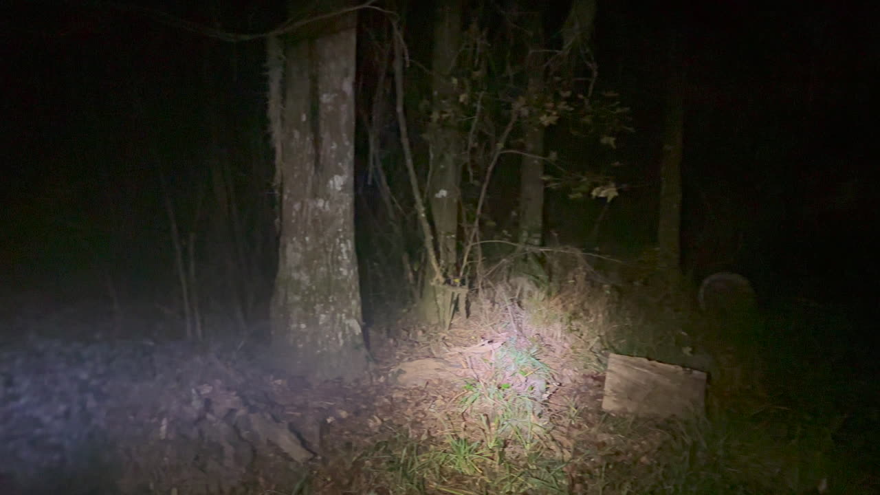 haz de linterna brillando a través de espeluznantes bosques, arbustos y troncos durante la noche oscura