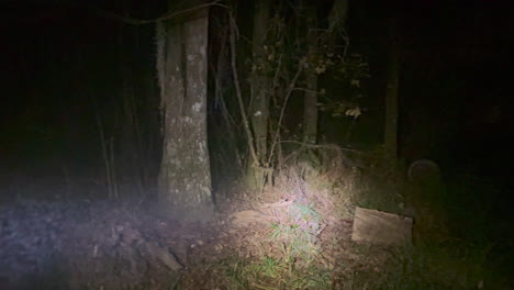 Haz-De-Linterna-Brillando-A-Través-De-Espeluznantes-Bosques,-Arbustos-Y-Troncos-Durante-La-Noche-Oscura