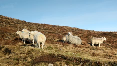 Rebaño-De-Ovejas-En-Páramos-Abiertos,-Coigach,-Tierras-Altas,-Escocia-Con-Cielo-Azul