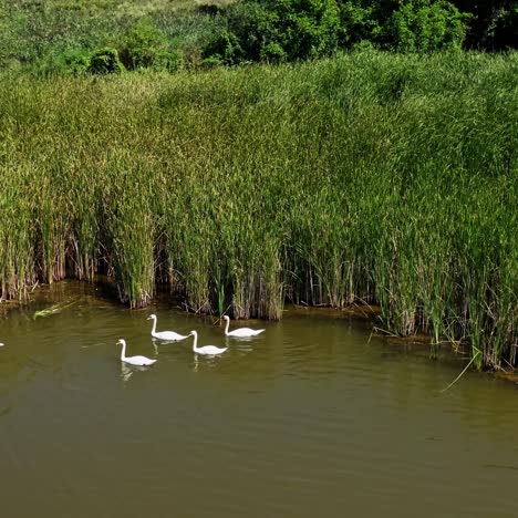 flock of swans in river