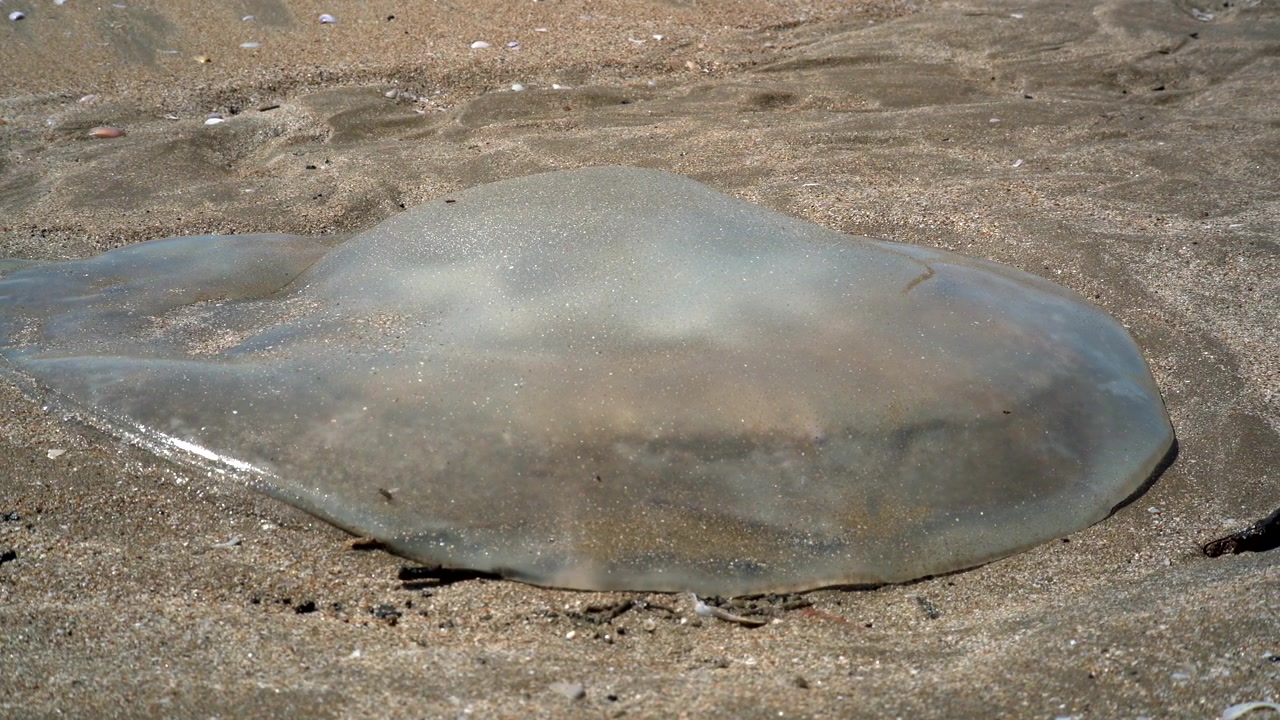 Grande medusa arenata su una spiaggia sabbiosa