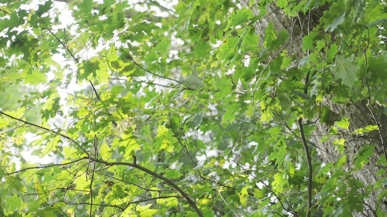 Bright oak leaves catching the sunshine on a summer day.