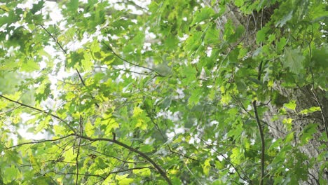 bright oak leaves catching the sunshine on a summer day.