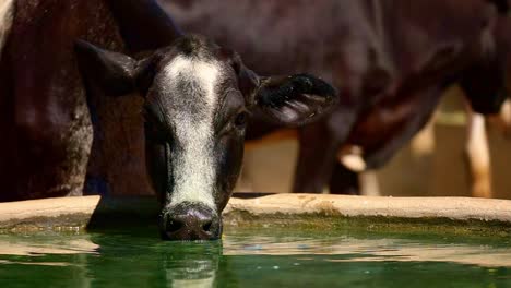 Adorable-cow-looks-at-the-camera-while-drinking-water-from-a-trough