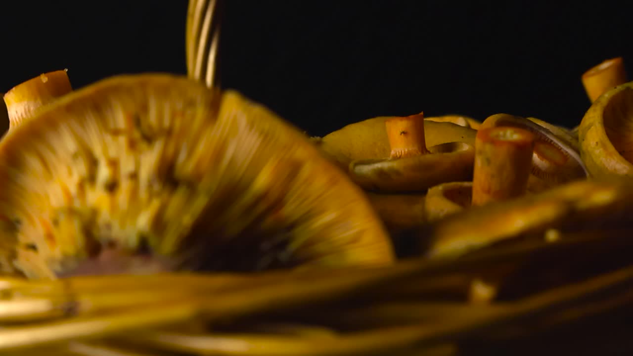 Close up view gliding over freshly cut and harvested orange milkcap mushroom that are under good spotlight lights and in front of a black studio background. Shallow depth of field, mushrooms in focus