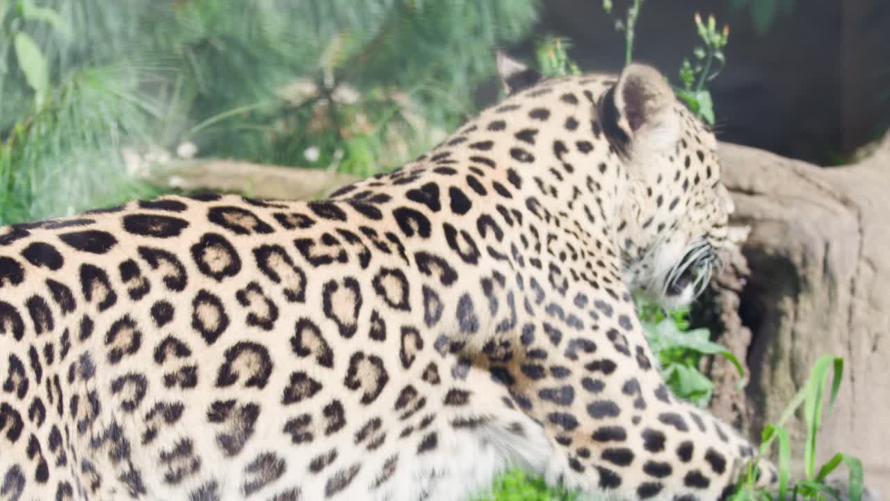 Leopard moves slowly through grassy, sunlit zoo enclosure, passing trees and wooden logs, side profile