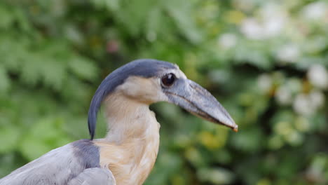 Boat-Billed-Heron-Sitting-In-The-Branches-Of-A-Tree-5