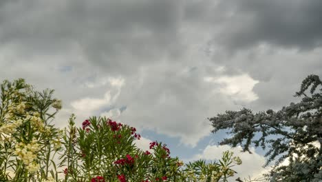 lapso de tiempo de ángulo bajo de nerium oleander y árboles de acacia baileyana con nubes moviéndose en el fondo