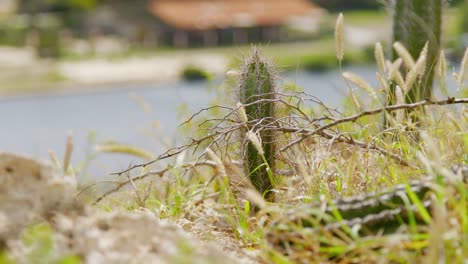 Pequeño-Cactus-Enclavado-Entre-Hierba-Silvestre-Seca-Al-Lado-De-La-Carretera-En-El-Caribe