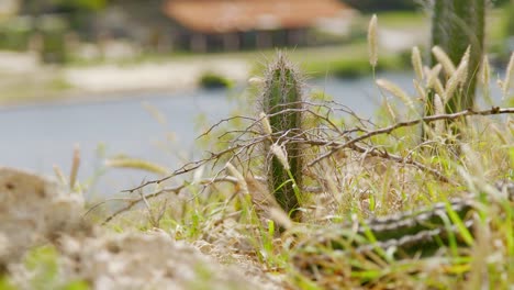 pequeño cactus ubicado entre pasto salvaje seco al lado de la carretera en el caribe