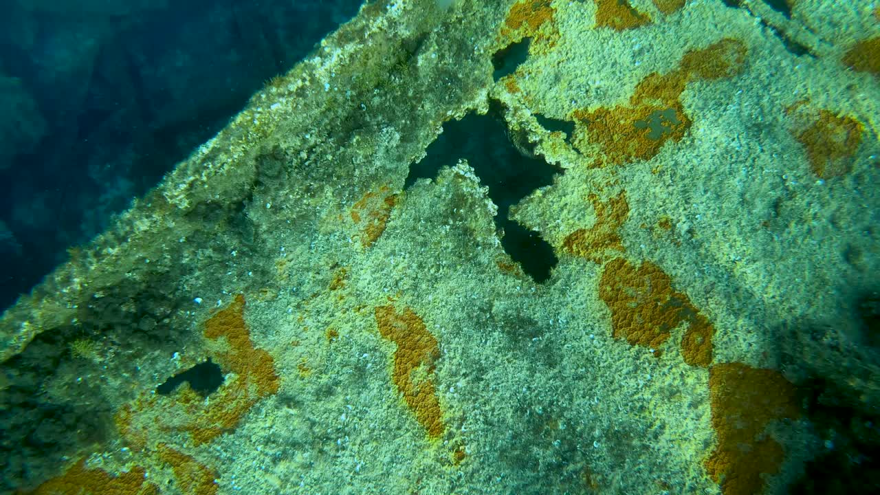 Barriera corallina che cresce su un relitto, immersione a Veli Rat, Croazia.