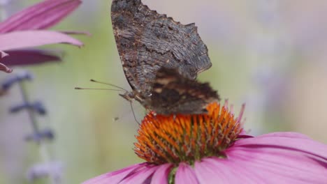 Super-Primer-Plano-De-Mariposas-En-Un-Ovario-De-Flor-Violeta-Y-Naranja-Moviendo-Las-Alas