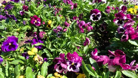 flores de colores que florecen en la lombardía, italia