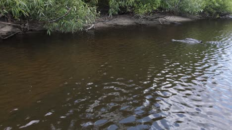 low-drone-flight-across-the-water-to-an-alligator,-Myakka-State-Park,-Florida