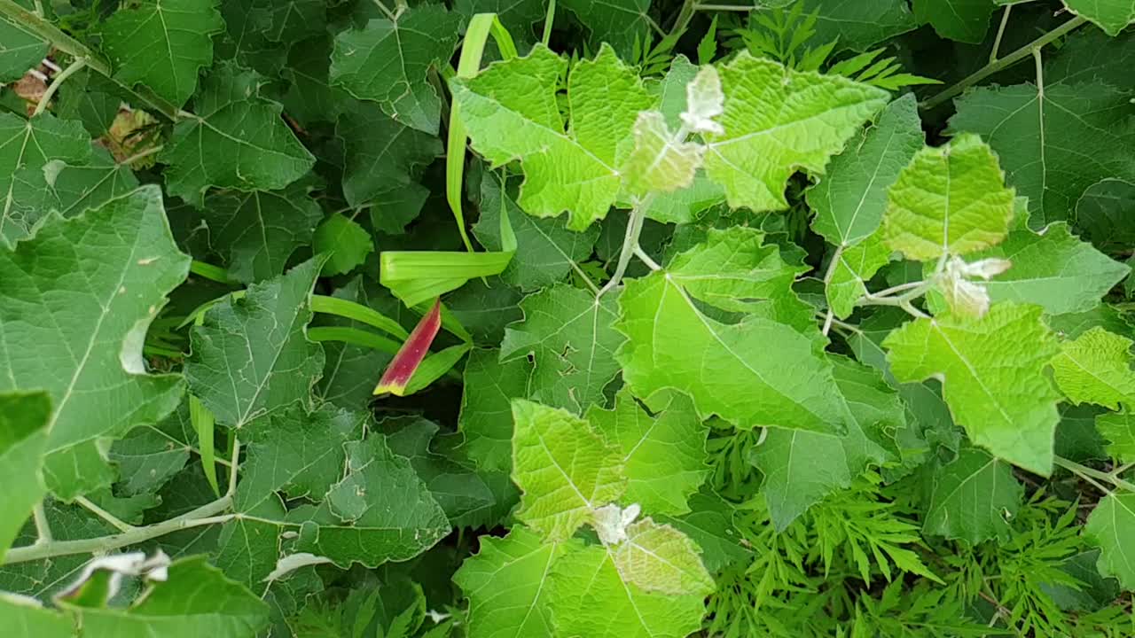 Slow motion slide pan emerald green shrub bush and other small plants growing in the wild near Moluti sandstone mountains South Africa. Very beautiful green natural peaceful nature footage