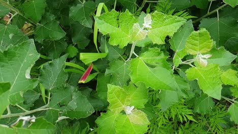 slow motion slide pan emerald green shrub bush and other small plants growing in the wild near moluti sandstone mountains south africa. very beautiful green natural peaceful nature footage