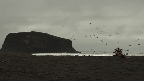 slow motion extreme wide shot of a flock of seagulls flying in the air